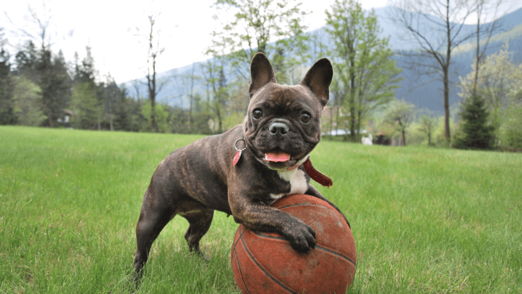 image of a dog playing outside