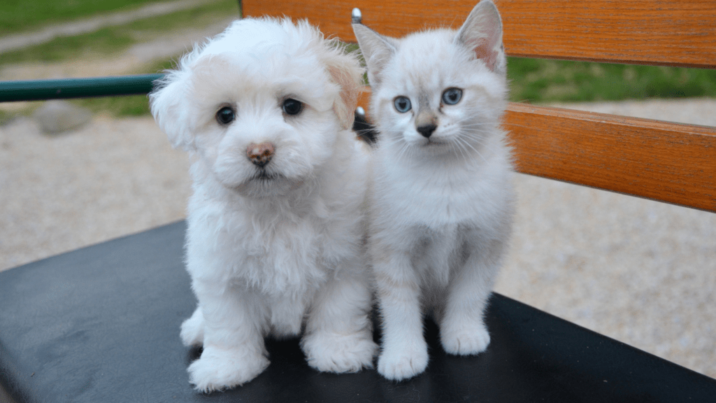 A kitten and a puppy are kissing on a blue chair