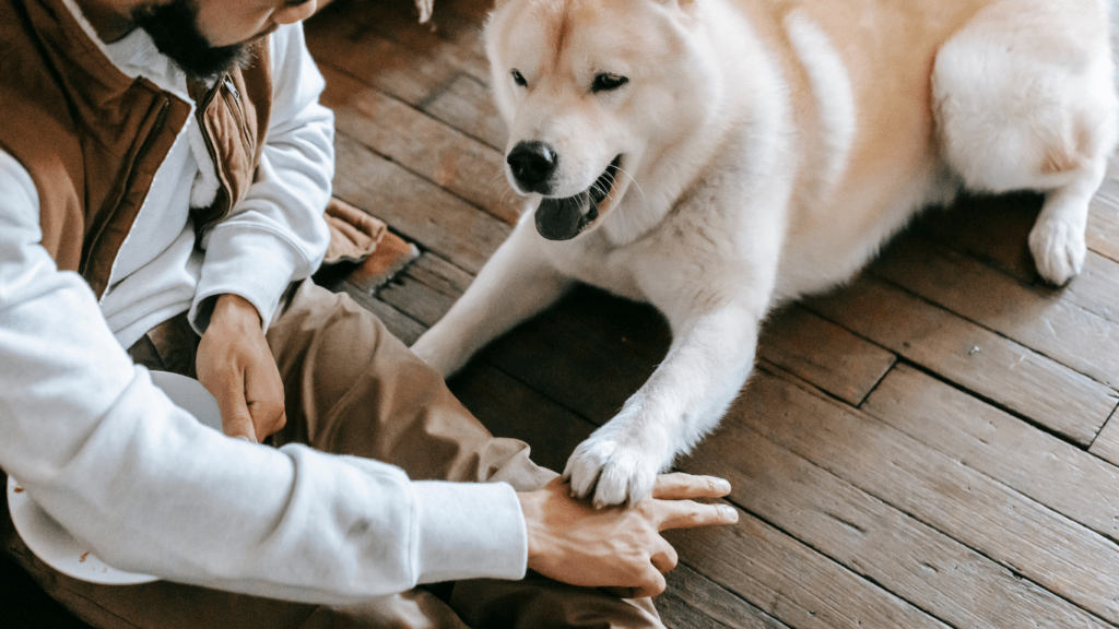 A person is playing with a dog in the park