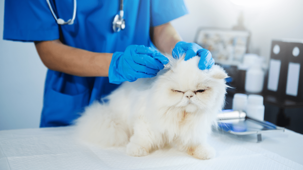 A veterinarian giving injection to a cat