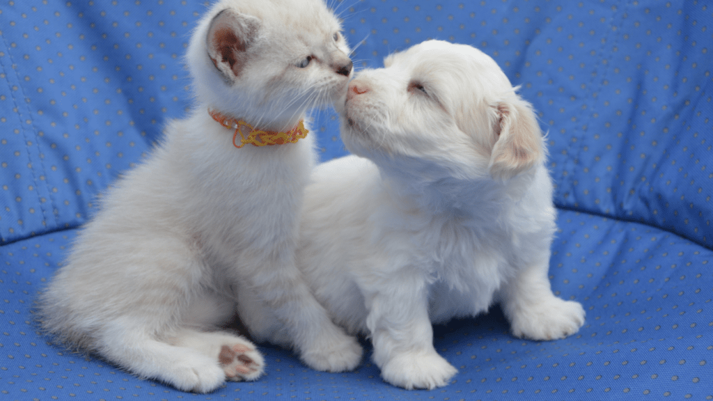 A kitten and a puppy are kissing on a blue chair