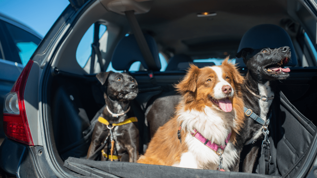 dogs sitting in the trunk of a car