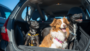 dogs sitting in the trunk of a car