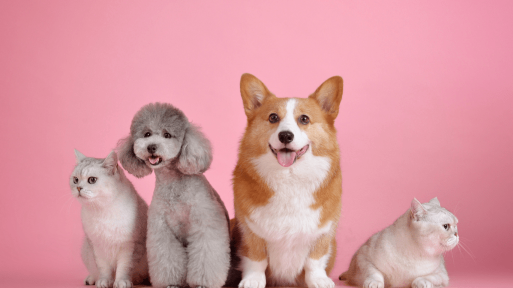 cute dogs in pink background