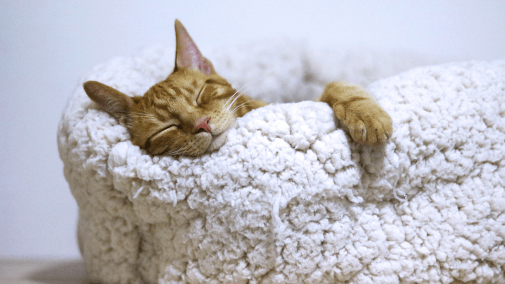 an orange tabby cat sleeping in a fluffy white bed