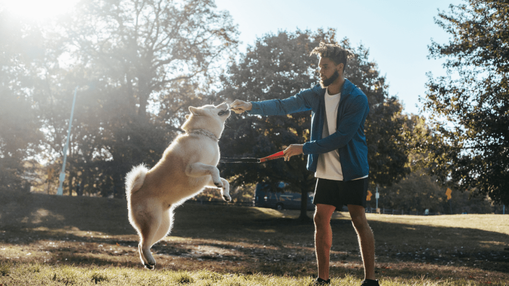 A person is playing with a dog in the park