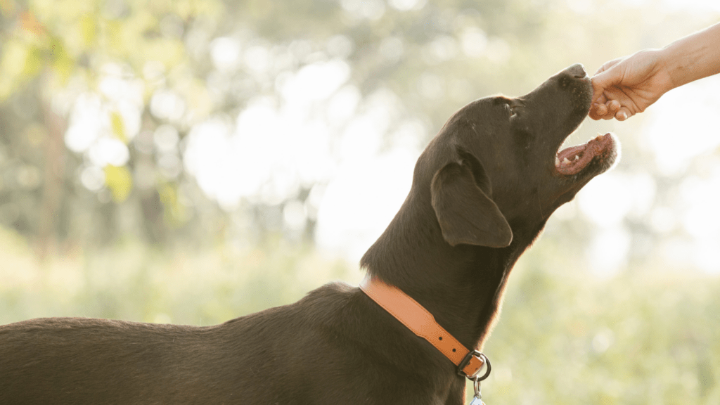 a dog is being fed by a person