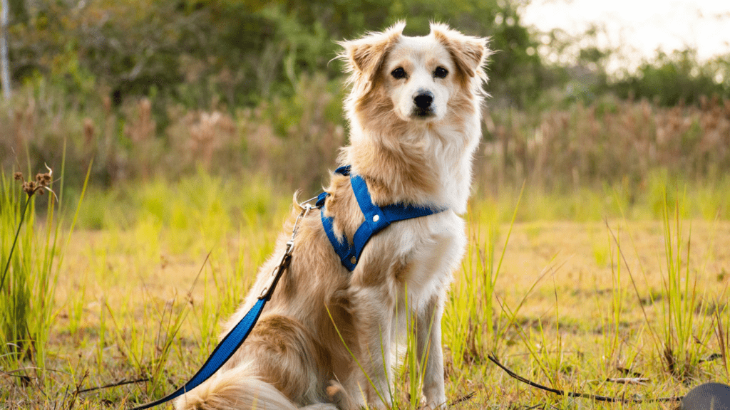 a dog wearing a harness is sitting in the grass