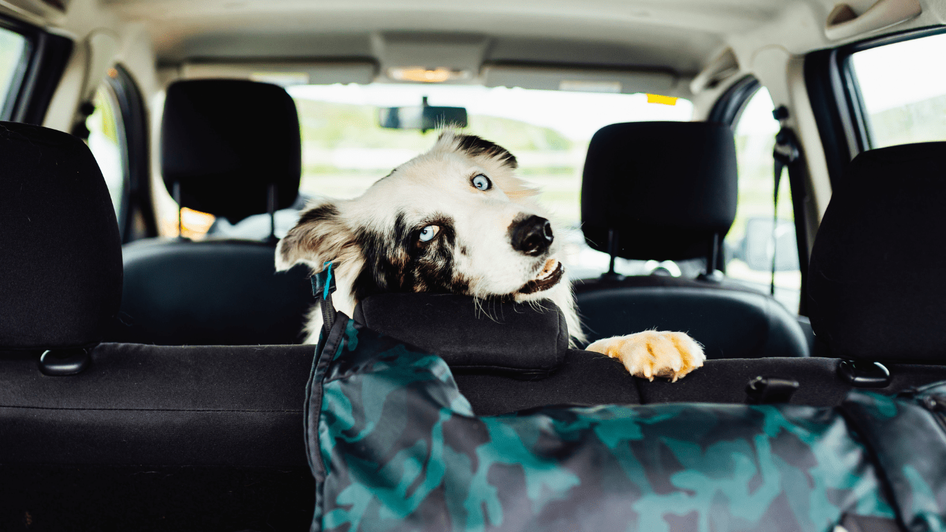 a dog sitting in the back seat of a car