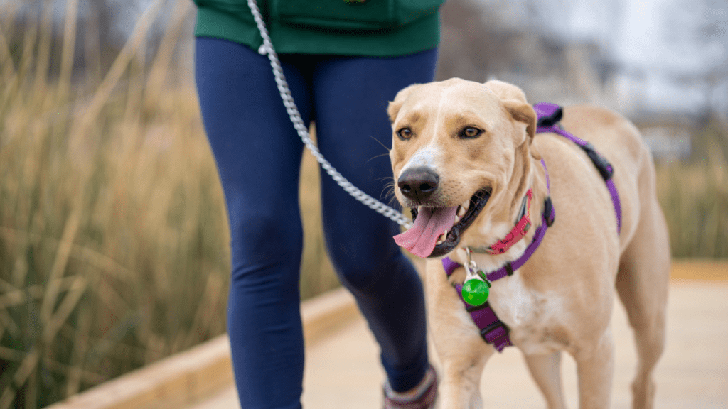 a person walking a dog on a leash