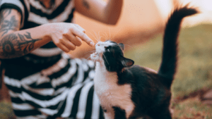 a person is petting a black and white cat