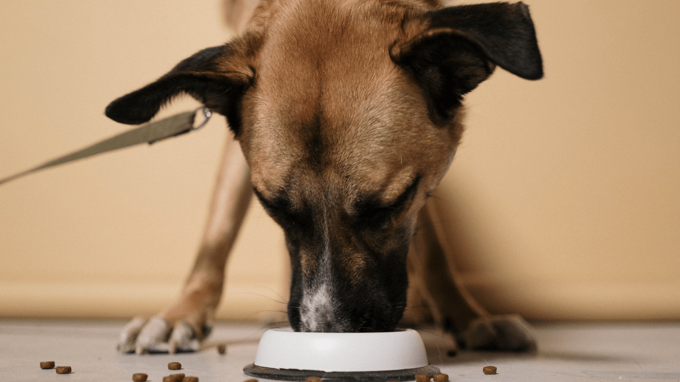 a dog eating food from a bowl on the floor