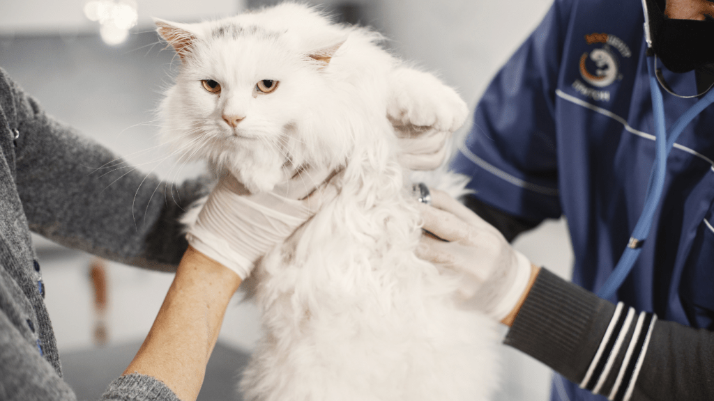 a cat being examined by a vet