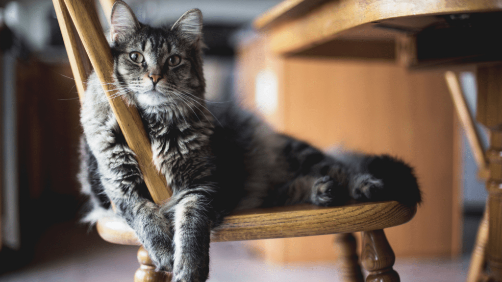 a cat sitting on top of a wooden chair