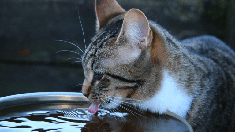 How Much Water Does Your Pet Really Need Hydration Guide for Pet Owners