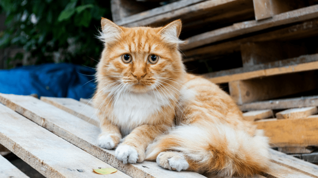 an orange cat sitting on the top