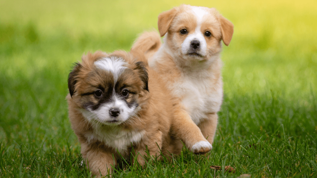 two puppies running in the grass on a sunny day