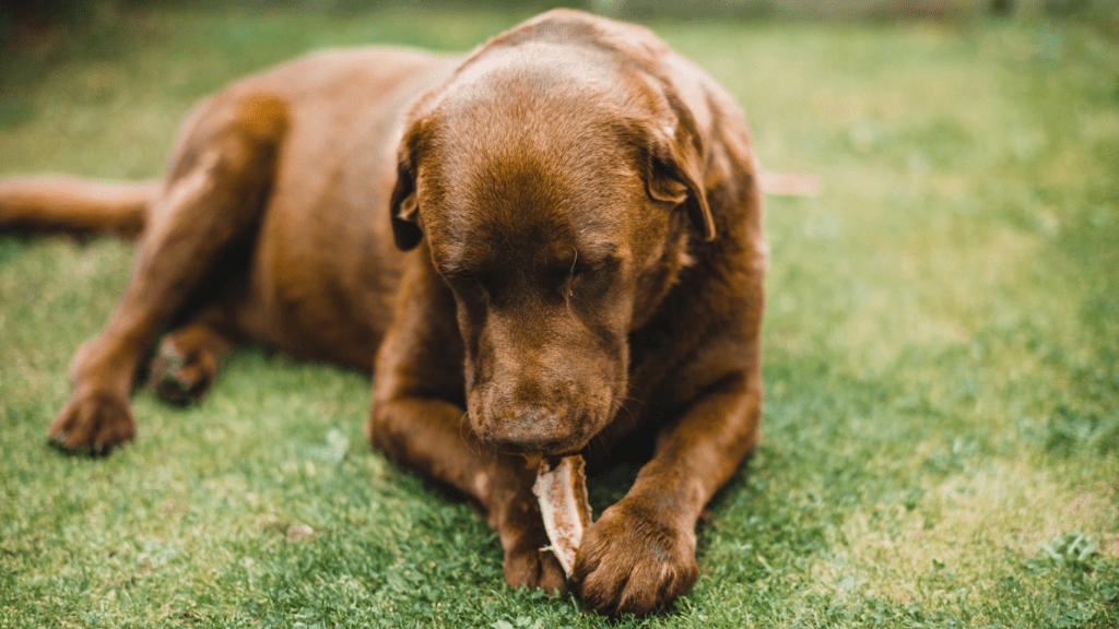 a dog laying on the grass chewing on something