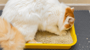 an orange and white cat is eating out of a litter box