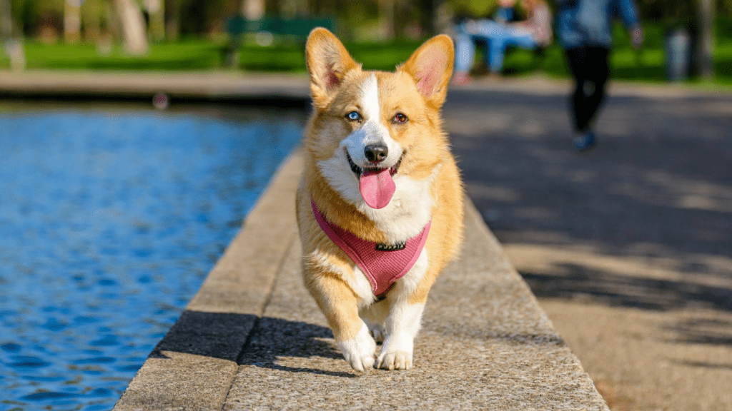 welsh corgi near body of water