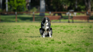 dog sitting on the grass