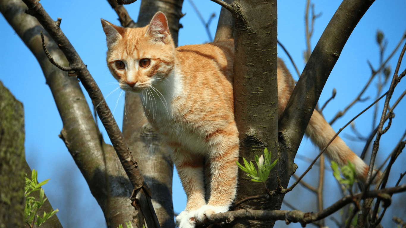 cat is perched on top of a tree branch