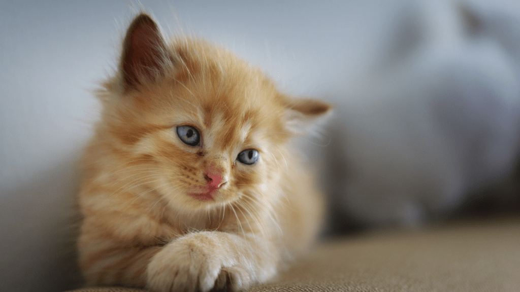 an orange kitten with blue eyes sitting on a couch