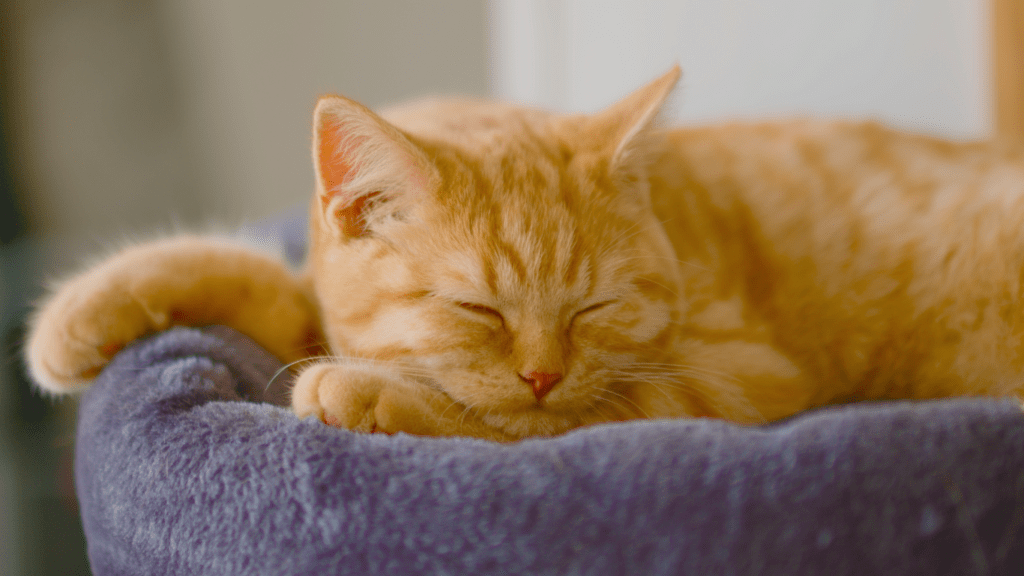 image of a sleeping cat