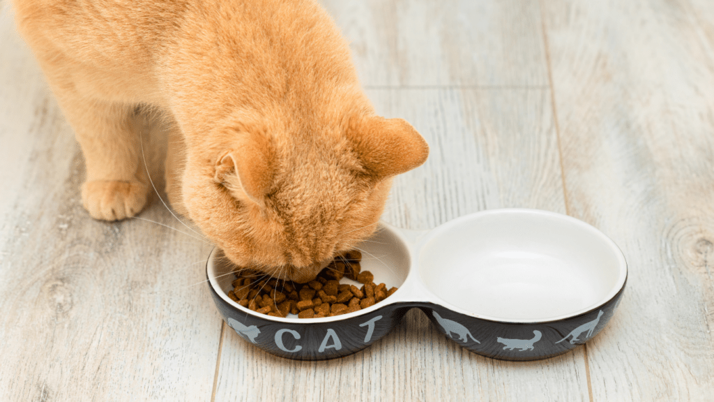 Tailoring Your Pets Diet