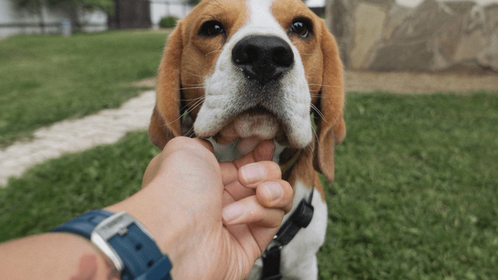 dog being held by a person's hand