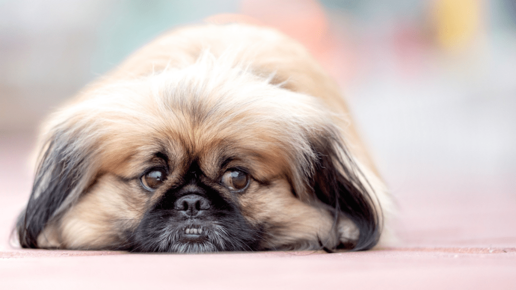 Top 10 Expert Tips to Ease Pet Anxiety While Traveling