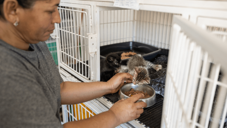 a person is feeding a cat in a cage