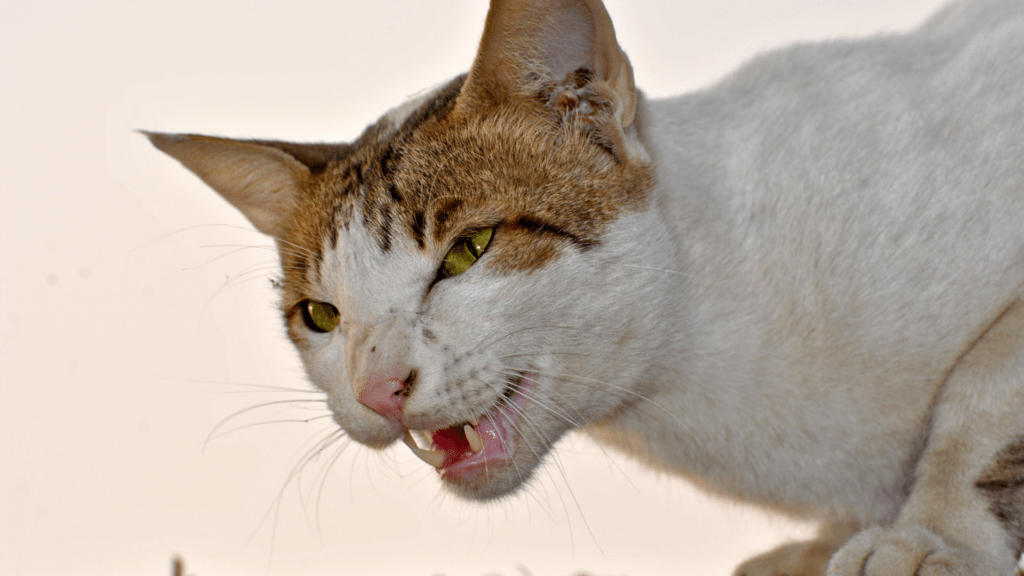 a cat with its mouth open