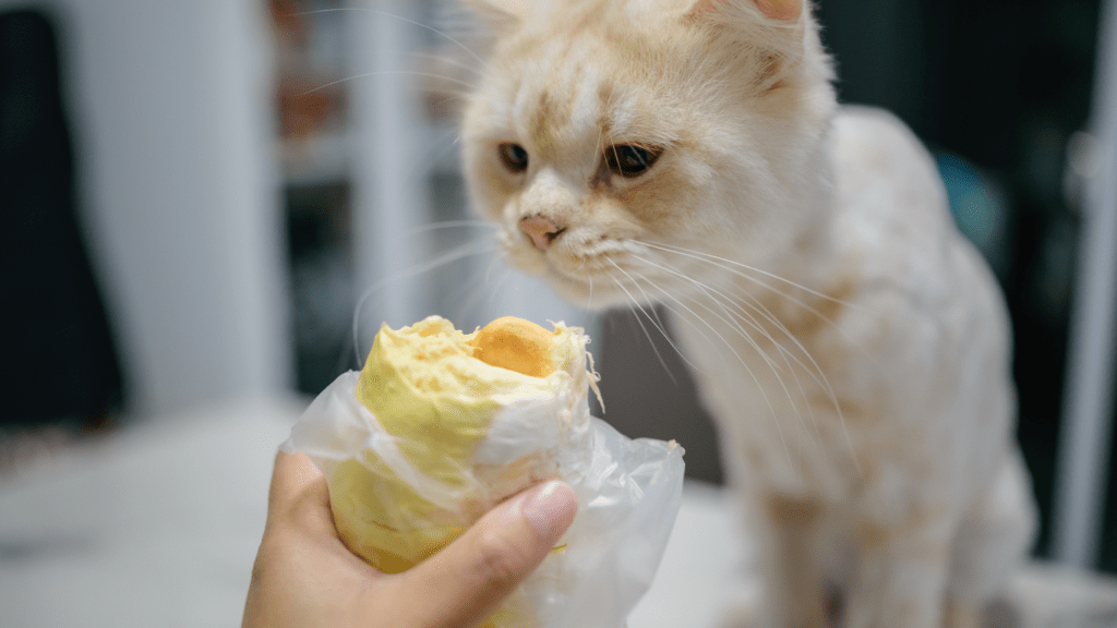 a person holding a piece of food in front of a cat