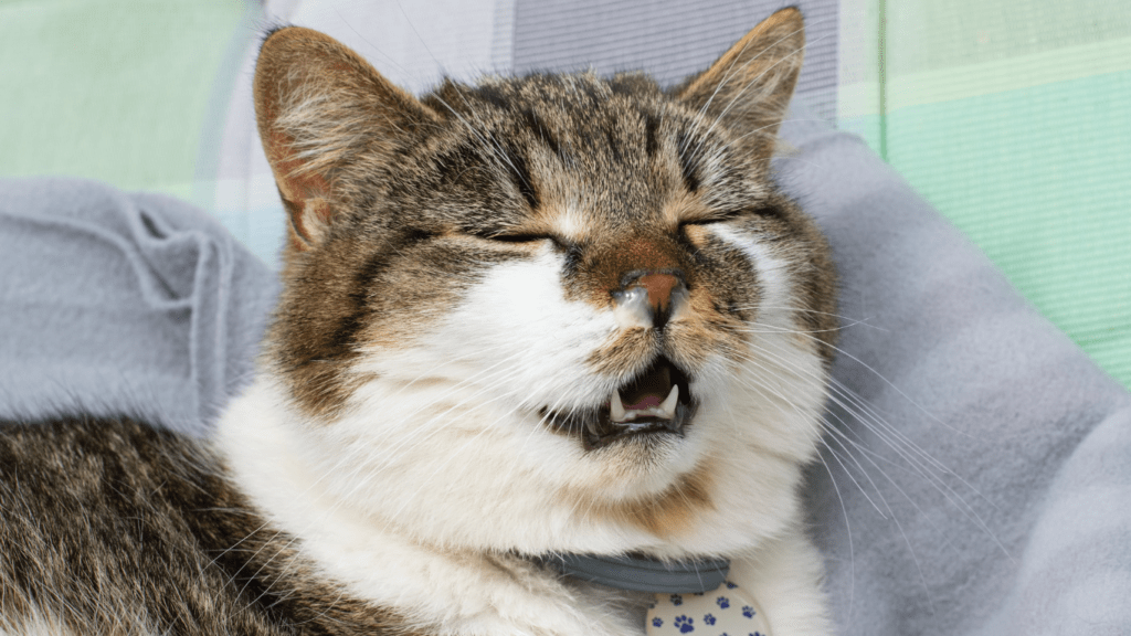 a cat yawning while laying on a couch