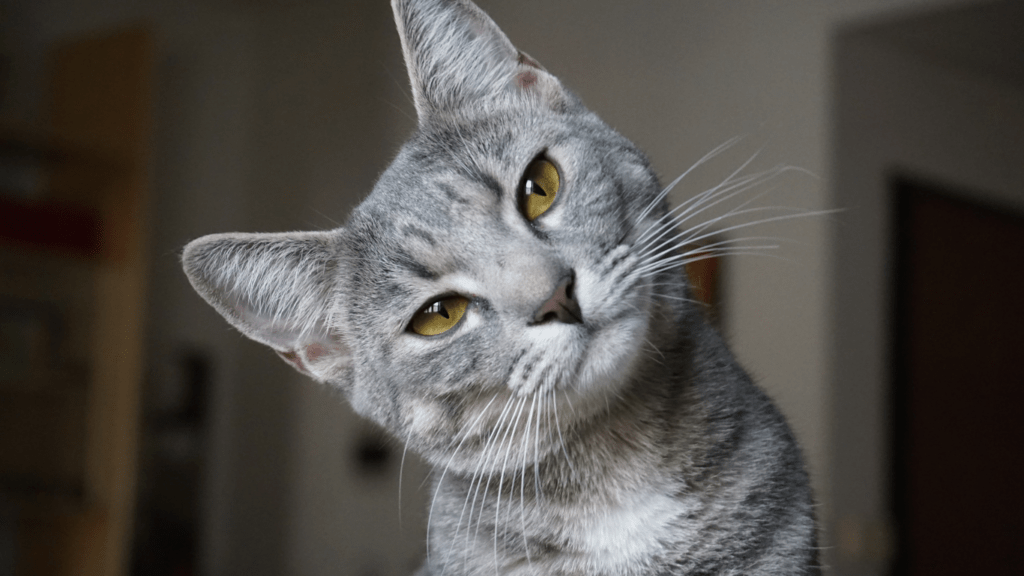 a gray cat looking up at the camera