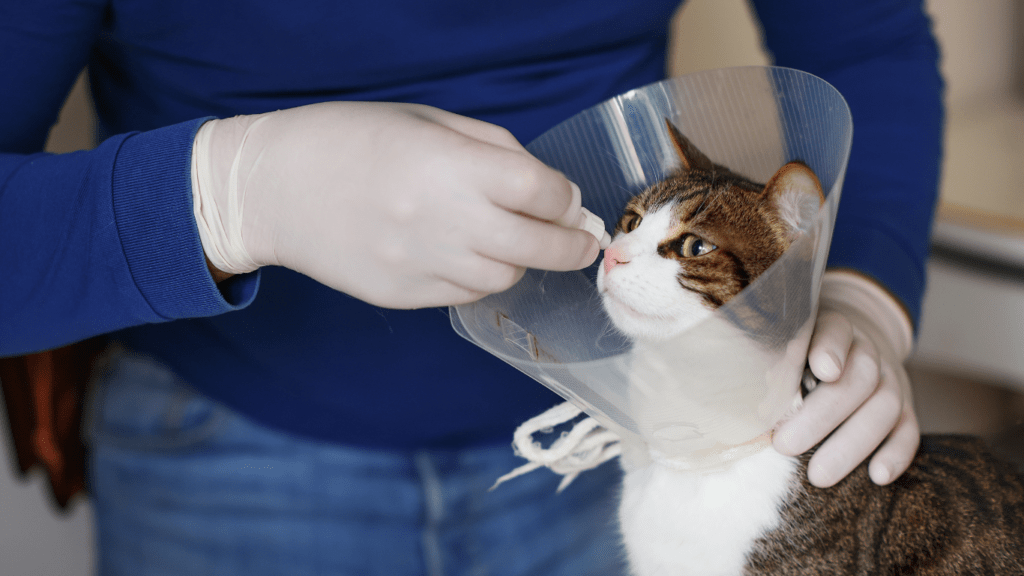 a cat being examined by a vet