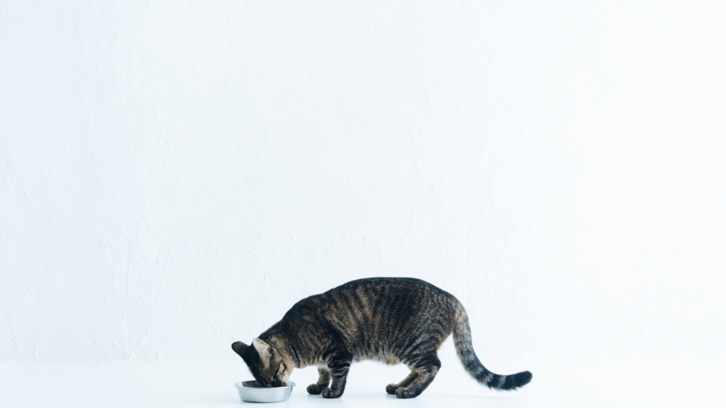 a cat eating food from a bowl on a wooden floor