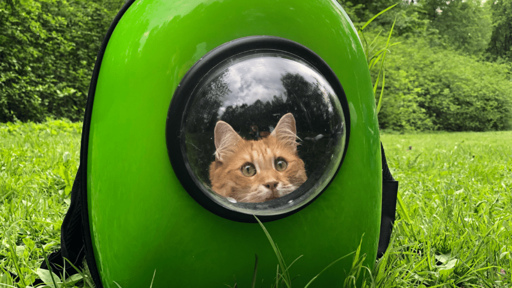 a cat on a carrier