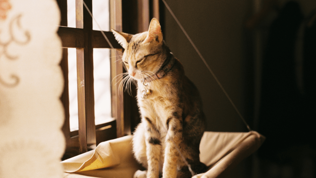 a cat sitting on top of a wooden chair