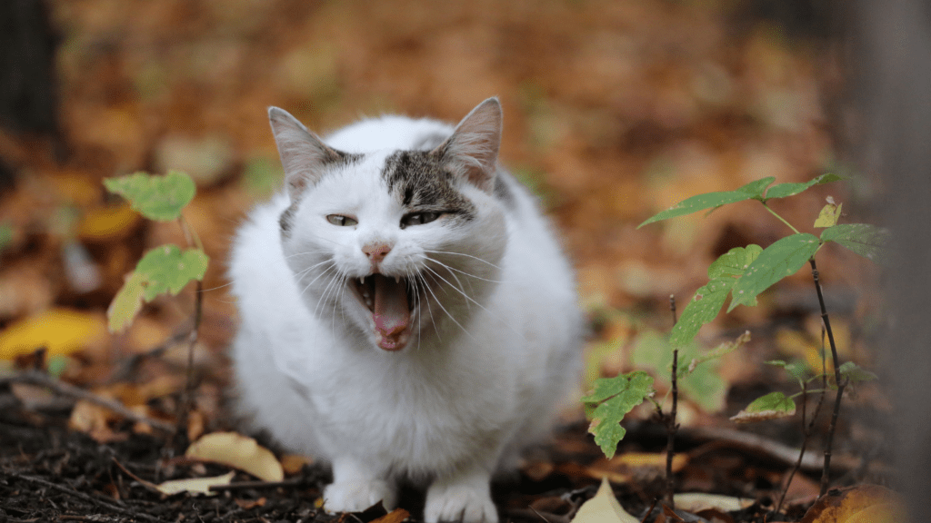 a cat with its mouth open