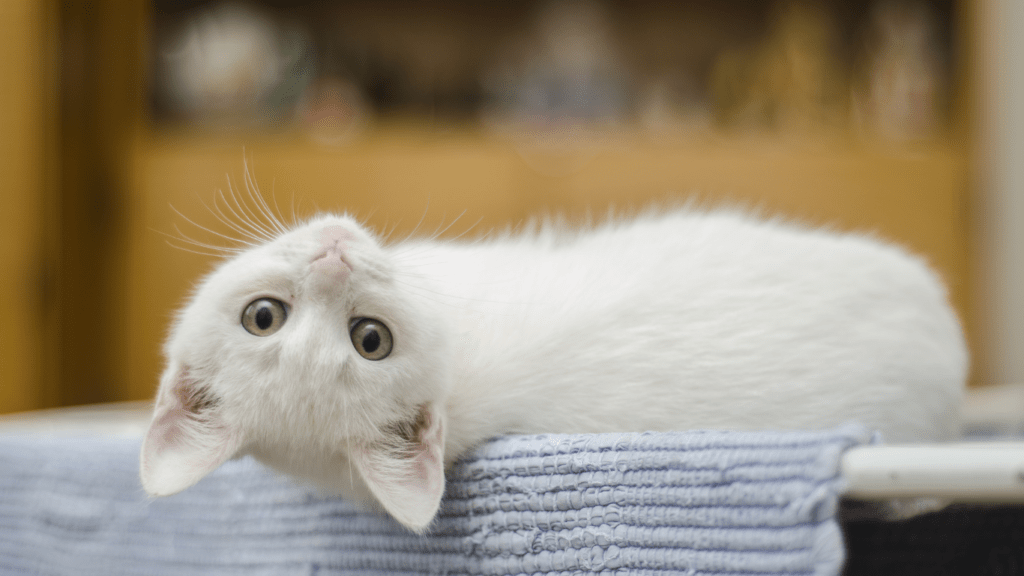 a cat yawning while laying on a couch