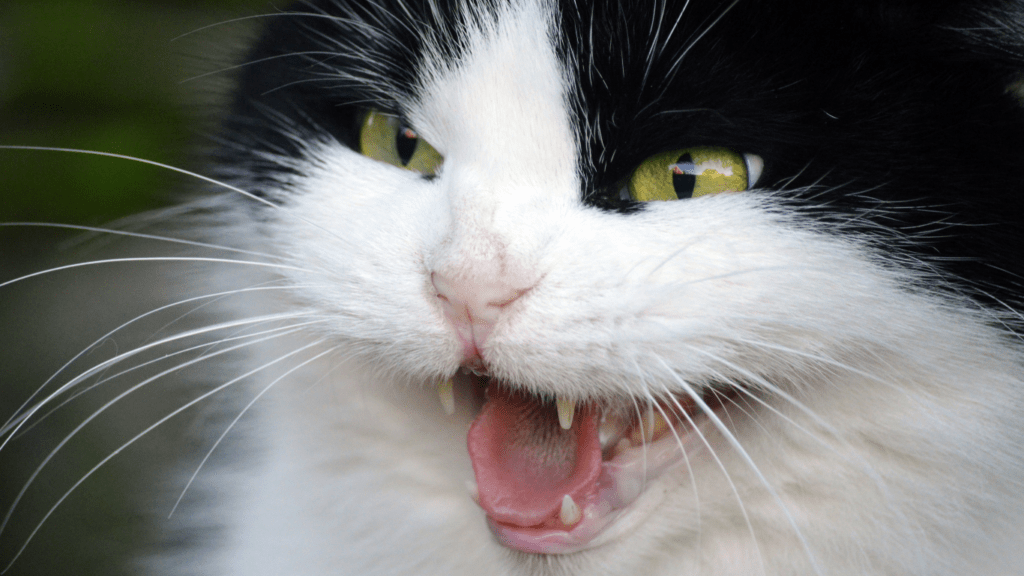 a close up of a cat with its mouth open