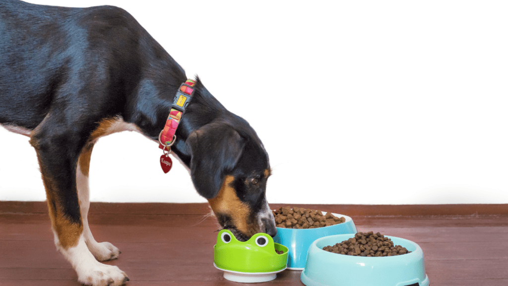 a dog eating food from a bowl on the floor