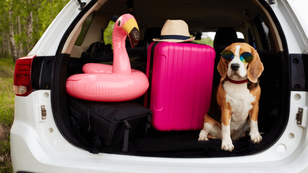 a dog in a car