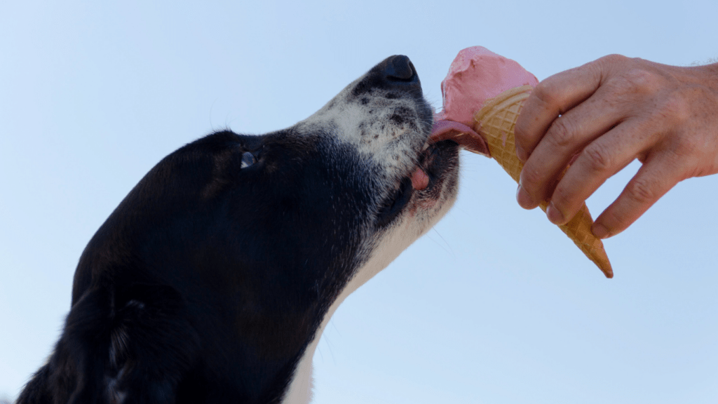 a dog is being fed by a person