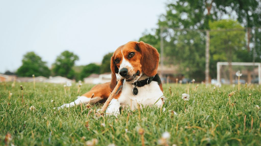 a dog laying on the grass chewing on something