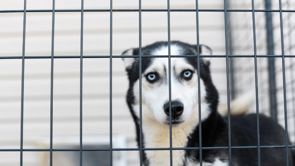 a dog sitting behind bars in a window