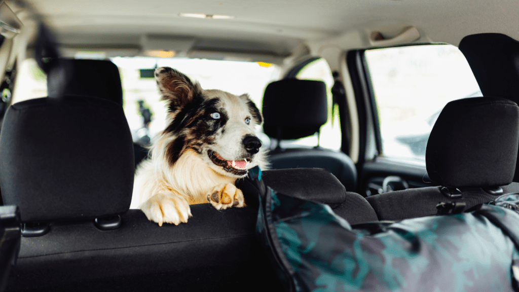 a dog sitting in the back seat of a car