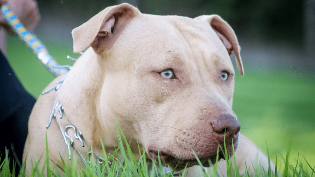 a dog wearing a harness is sitting in the grass